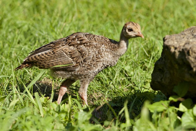 Pics Of Baby Turkeys at netgiavannablog Blog