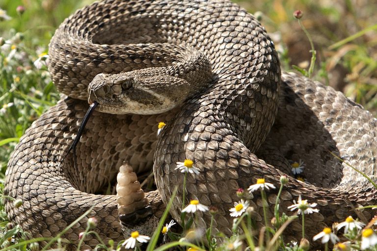 Western Diamondback Rattlesnake | In Touch With Nature